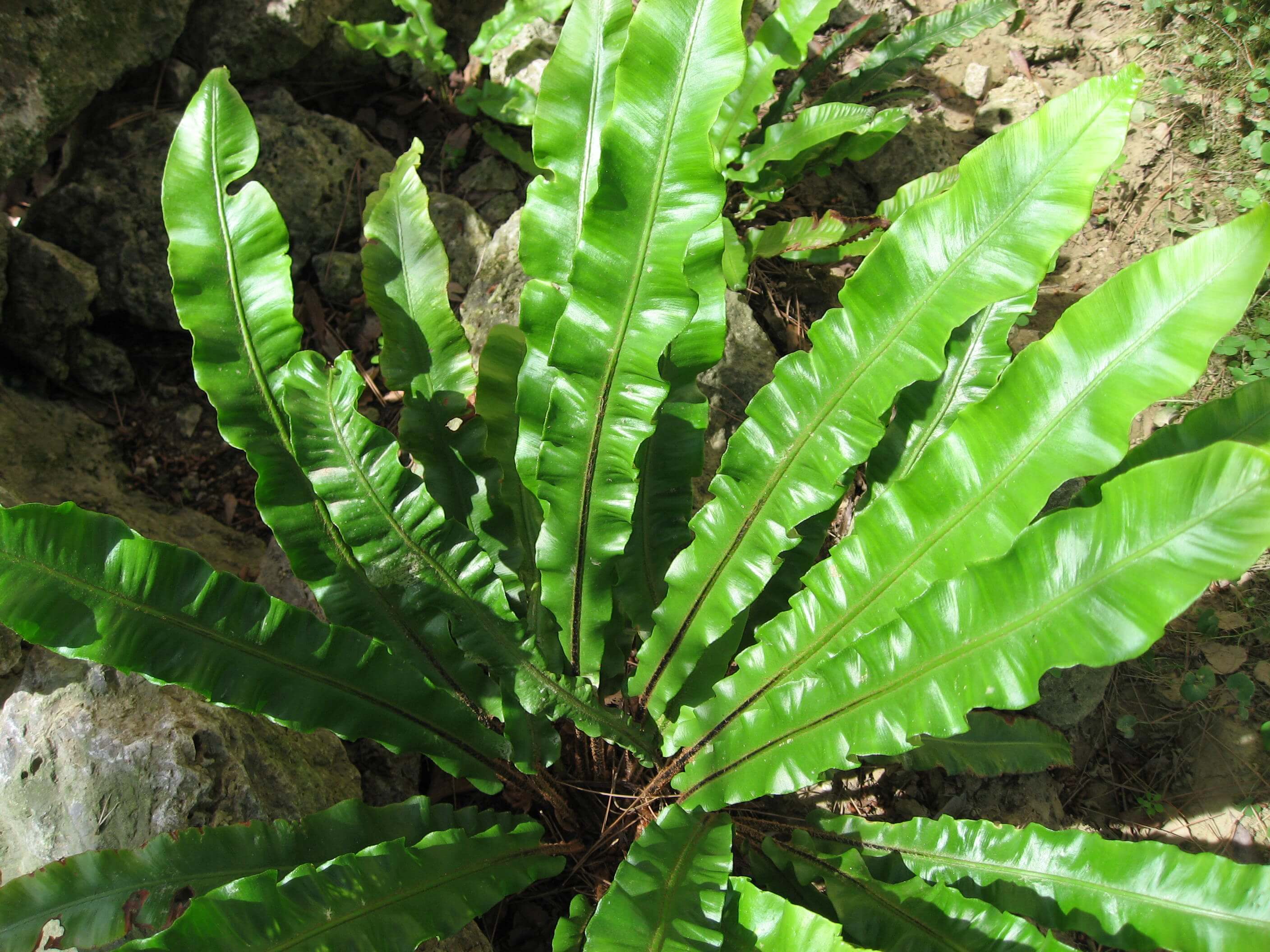 Asplenium colaniae